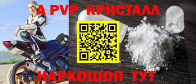 гашик Кингисепп
